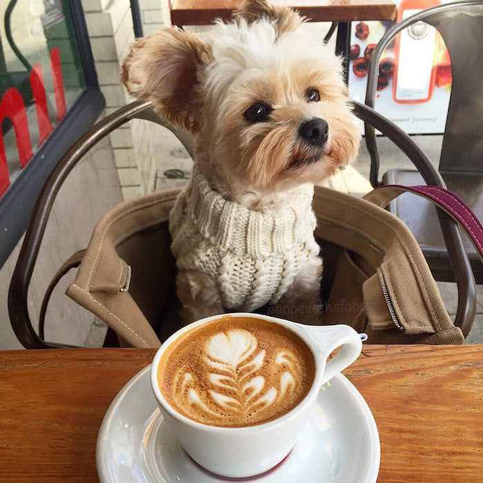 A Turtle Neck Latte Afternoon