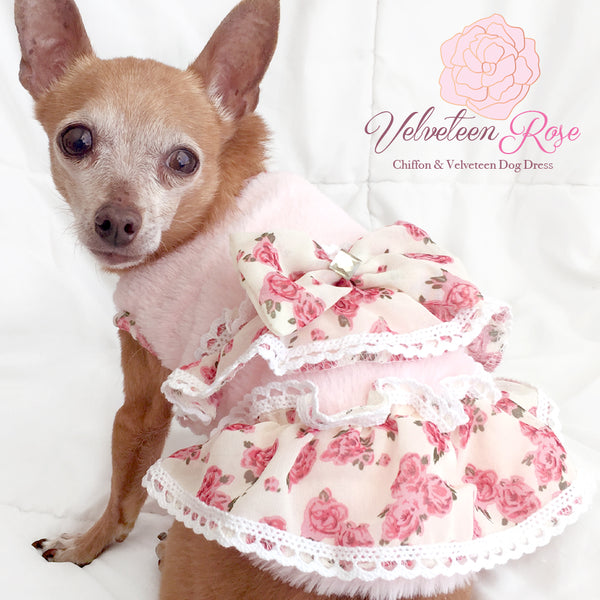 Velveteen Rose Chiffon Ruffled Dog Dress
