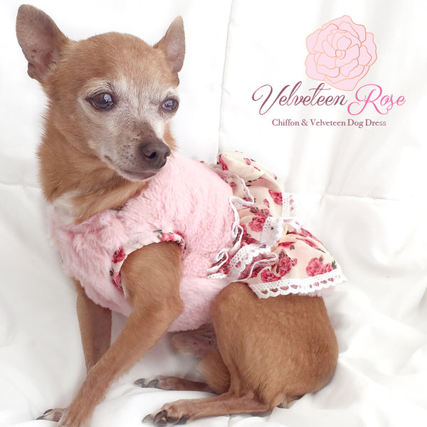 Velveteen Rose Chiffon Ruffled Dog Dress